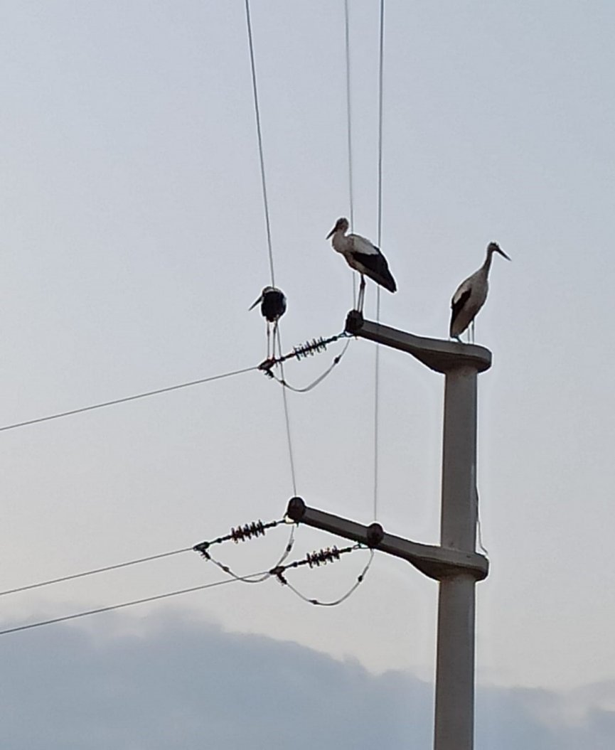 Elektrik direklerine konan leyleklerin akıma kapılmaması için seferber oldular