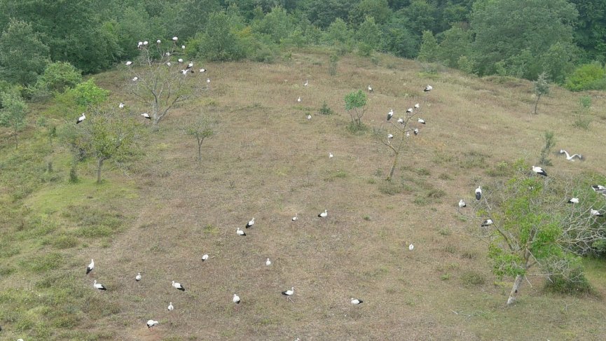 Elektrik direklerine konan leyleklerin akıma kapılmaması için seferber oldular
