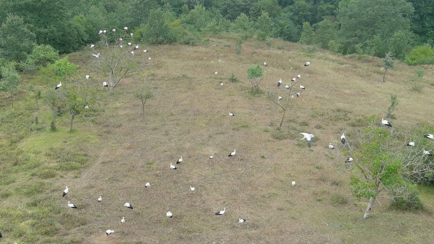 Elektrik direklerine konan leyleklerin akıma kapılmaması için seferber oldular