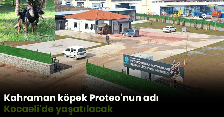 Kahraman köpek Proteo'nun adı Kocaeli'de yaşatılacak