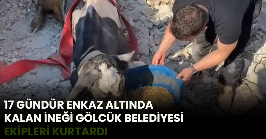 17 GÜNDÜR ENKAZ ALTINDA KALAN İNEĞİ GÖLCÜK BELEDİYESİ EKİPLERİ KURTARDI