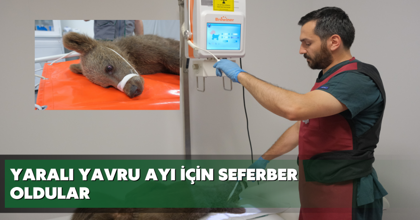 Yaralı yavru ayı için seferber oldular