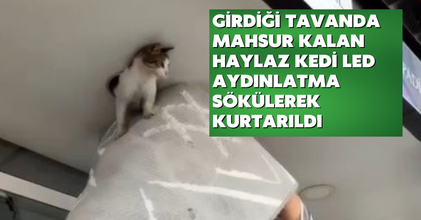 Girdiği tavanda mahsur kalan haylaz kedi led aydınlatma sökülerek kurtarıldı