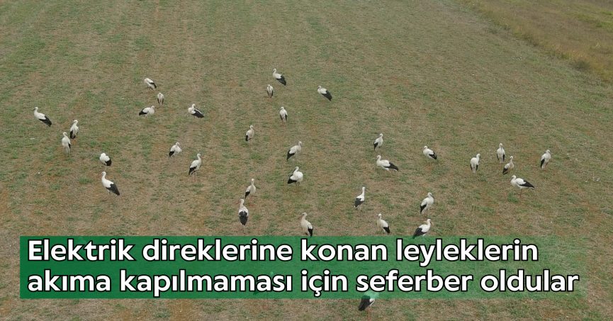 Elektrik direklerine konan leyleklerin akıma kapılmaması için seferber oldular