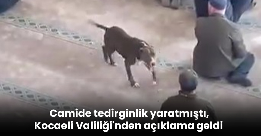 Camide tedirginlik yaratmıştı, Kocaeli Valiliği'nden açıklama geldi