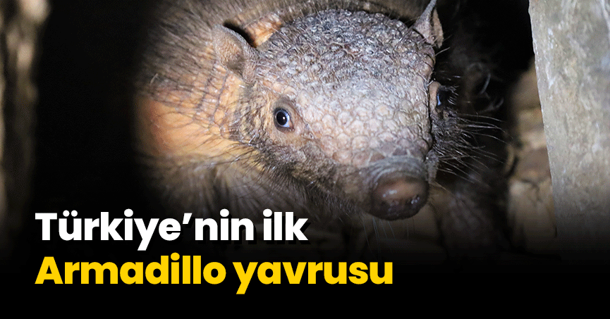 Türkiye’nin ilk  Armadillo yavrusu