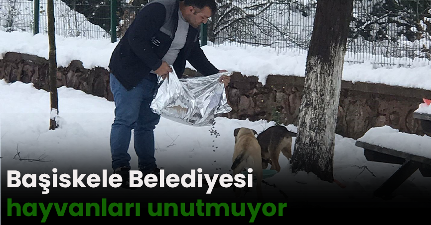 Başiskele Belediyesi hayvanları unutmuyor