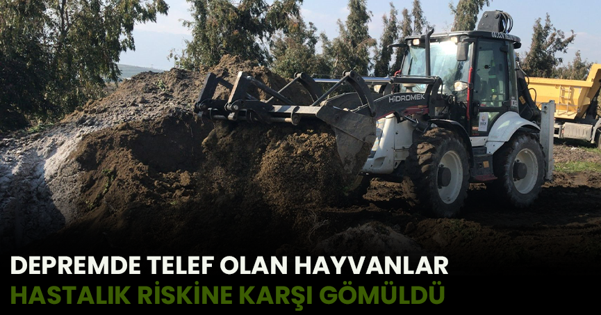 DEPREMDE TELEF OLAN HAYVANLAR HASTALIK RİSKİNE KARŞI GÖMÜLDÜ