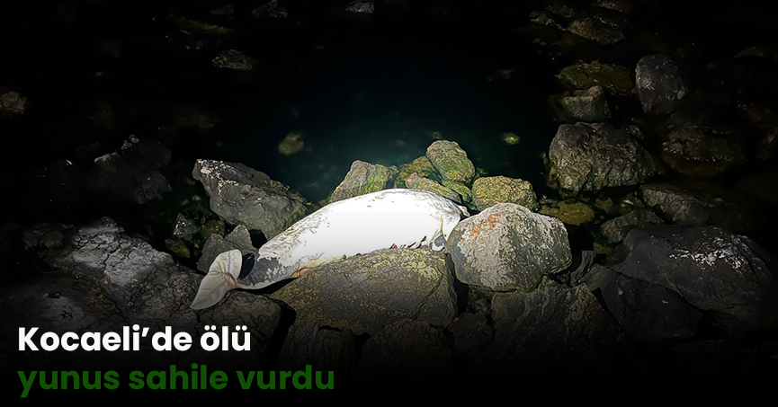 Kocaeli’de ölü yunus sahile vurdu