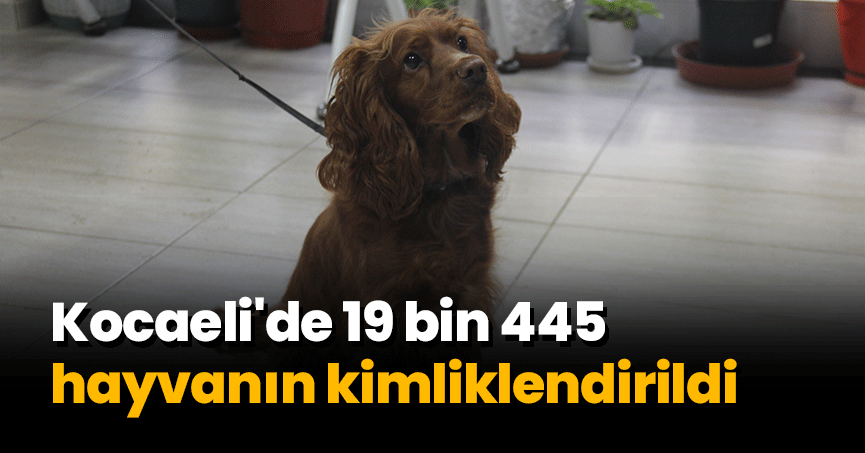 Kocaeli'de 19 bin 445 hayvanın kimliklendirildi