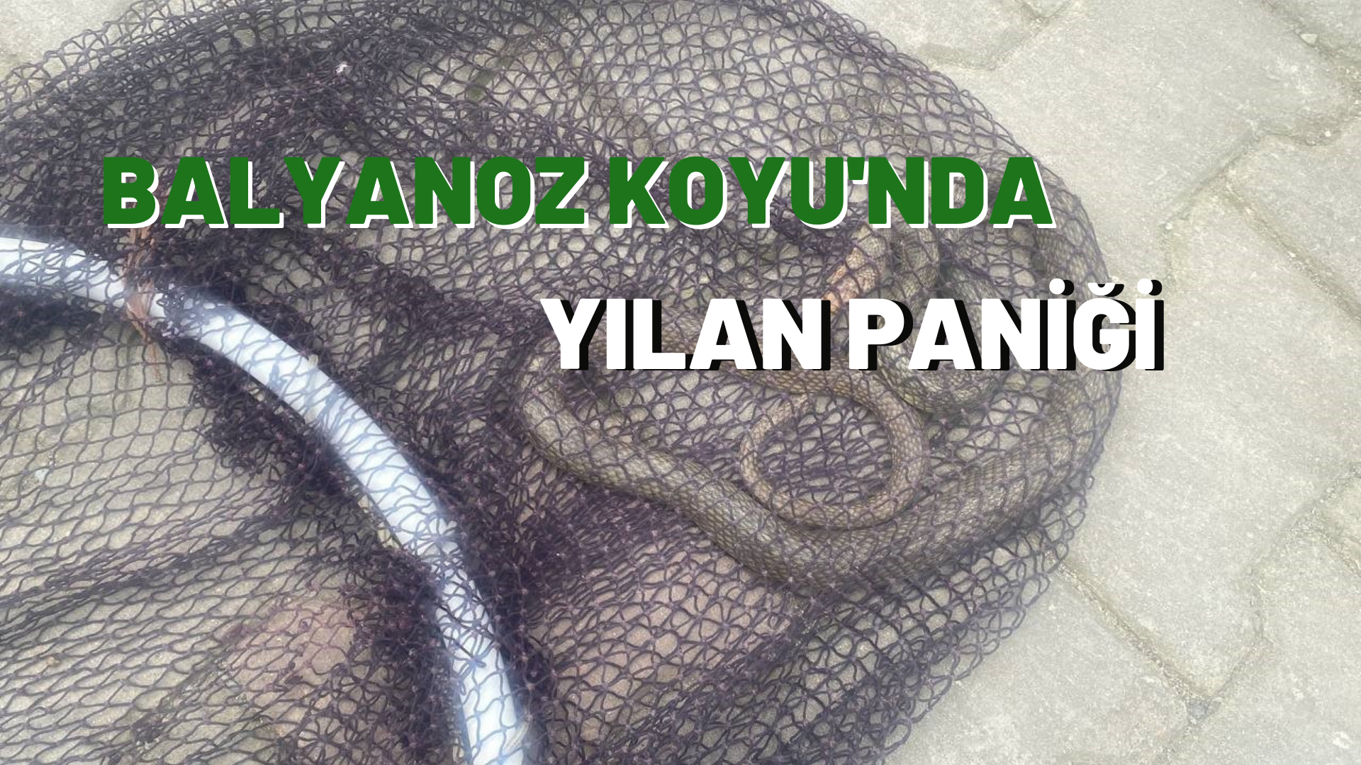 Balyanoz Koyu'nda yılan paniği