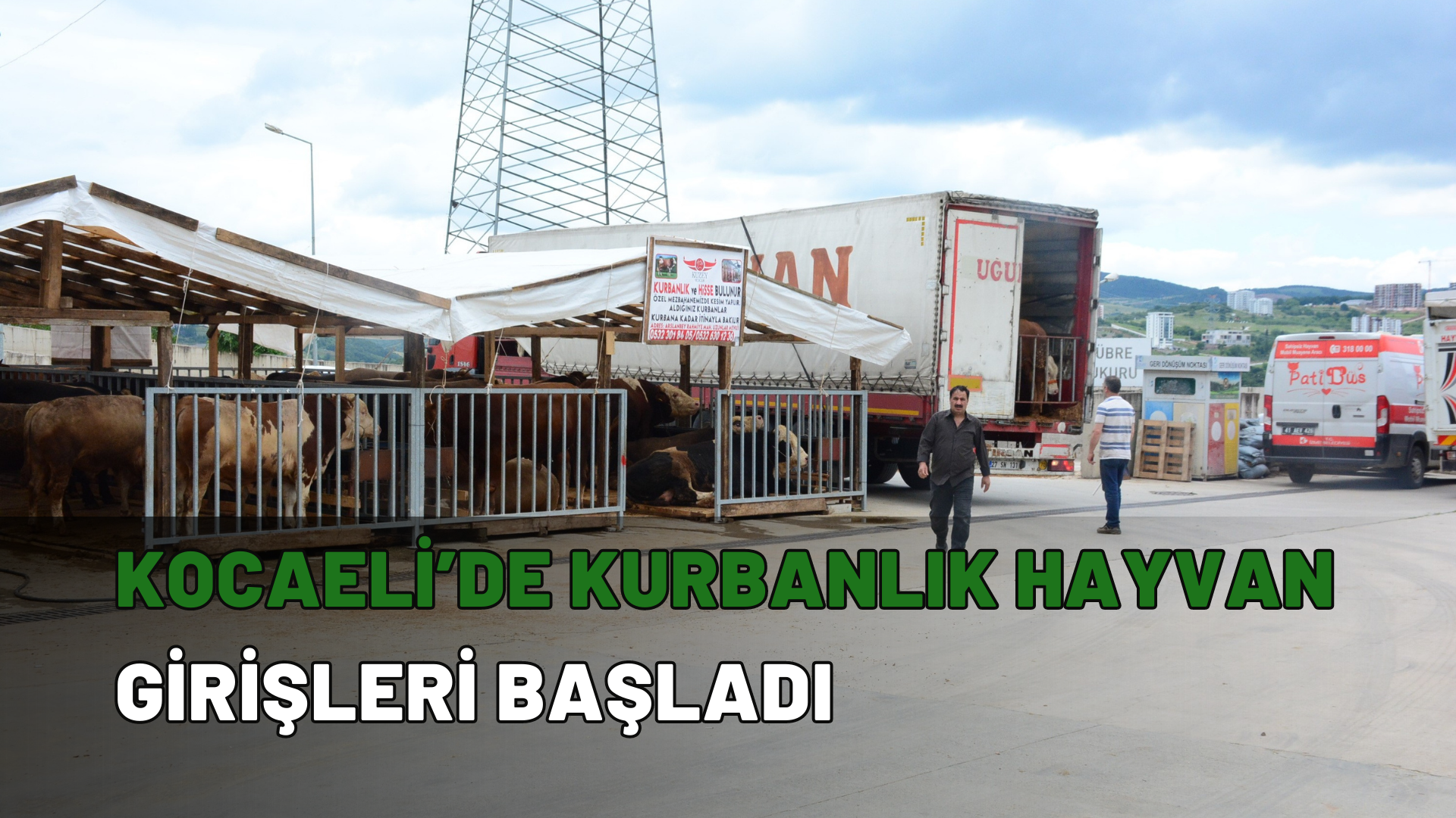 Kocaeli’de kurbanlık hayvan girişleri başladı