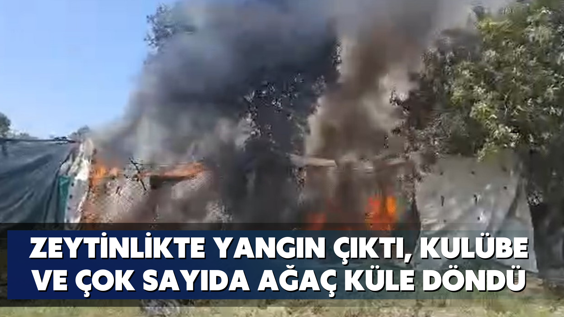Zeytinlikte yangın çıktı, kulübe ve çok sayıda ağaç küle döndü
