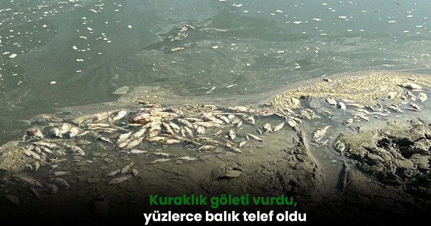 Kuraklık göleti vurdu, yüzlerce balık telef oldu