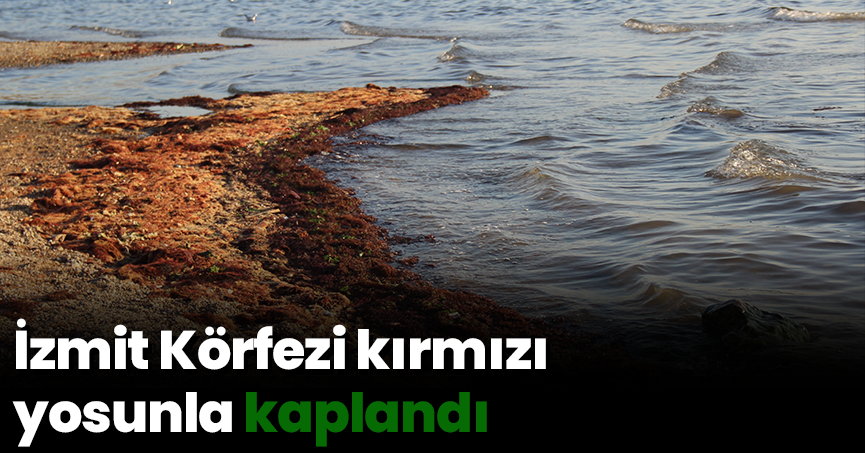 İzmit Körfezi kırmızı yosunla kaplandı
