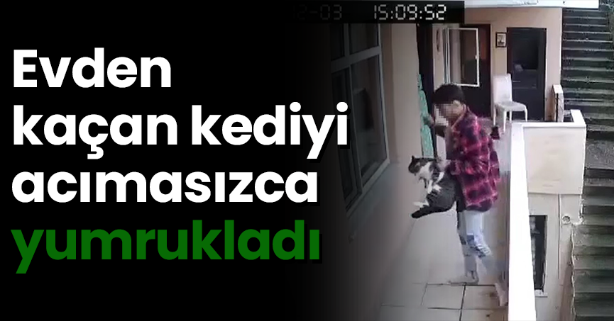 Evden kaçan kediyi acımasızca yumrukladı