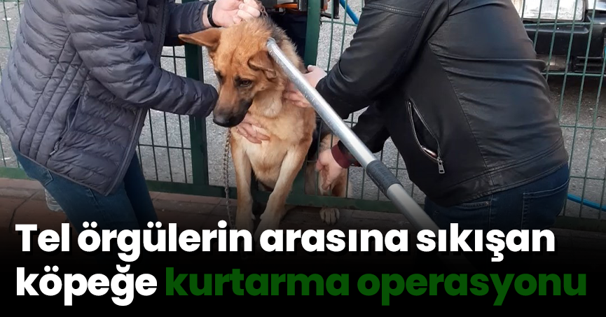 Tel örgülerin arasına sıkışan köpeğe kurtarma operasyonu