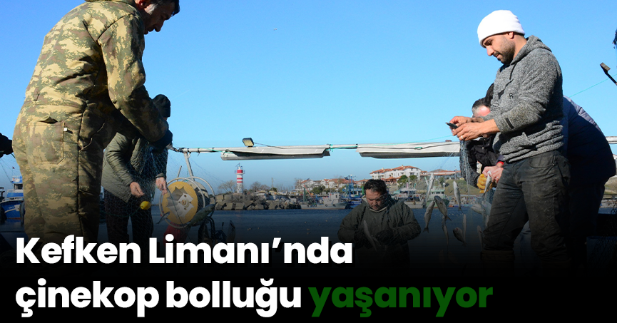 Kefken Limanı’nda çinekop bolluğu yaşanıyor