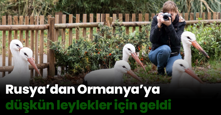Rusya’dan Ormanya’ya düşkün leylekler için geldi