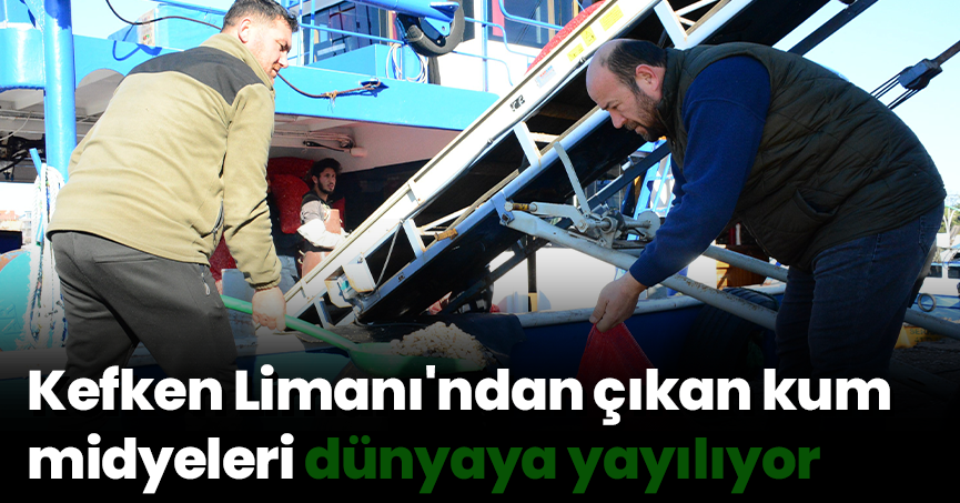 Kefken Limanı'ndan çıkan kum midyeleri dünyaya yayılıyor