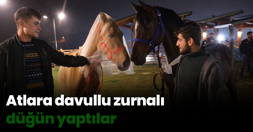 Atlara davullu zurnalı düğün yaptılar