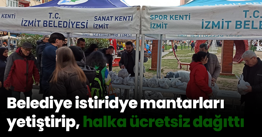 Belediye istiridye mantarları yetiştirip, halka ücretsiz dağıttı