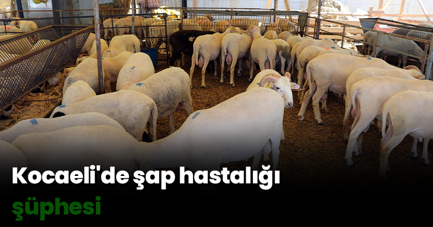 Kocaeli'de şap hastalığı şüphesi