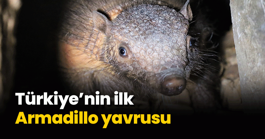 Türkiye’nin ilk  Armadillo yavrusu