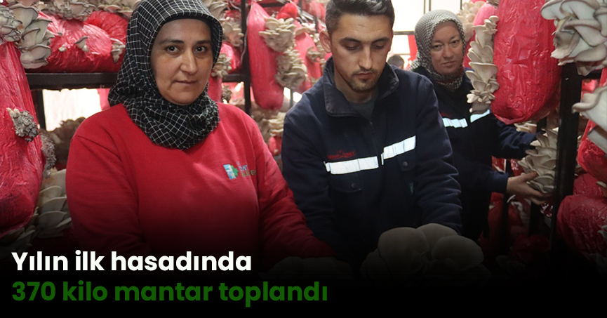 Yılın ilk hasadında 370 kilo mantar toplandı