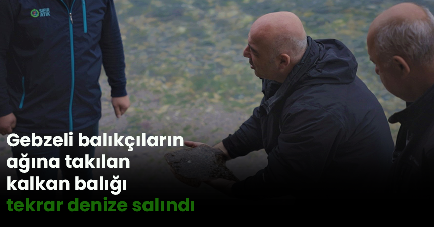 Gebzeli balıkçıların ağına takılan kalkan balığı tekrar denize salındı
