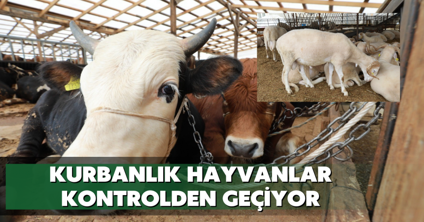 Kurbanlık hayvanlar kontrolden geçiyor