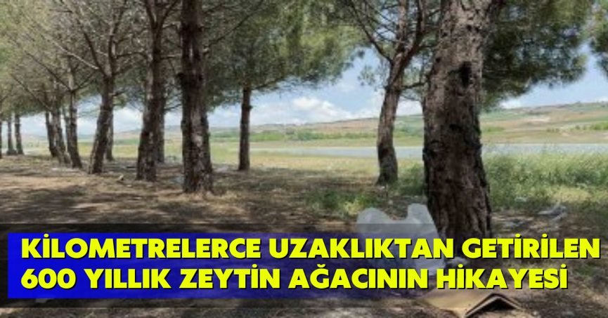 Kilometrelerce uzaklıktan getirilen 600 yıllık zeytin ağacının hikayesi