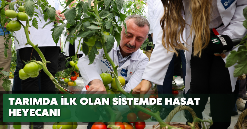 Tarımda ilk olan sistemde hasat heyecanı