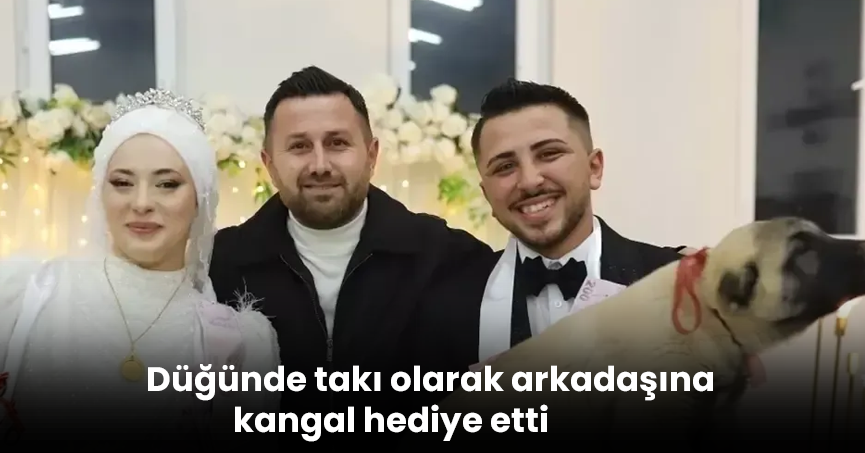 Düğünde takı olarak arkadaşına kangal hediye etti